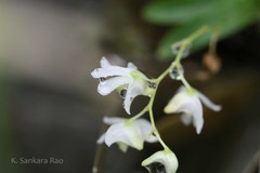 Dendrobium nanum
